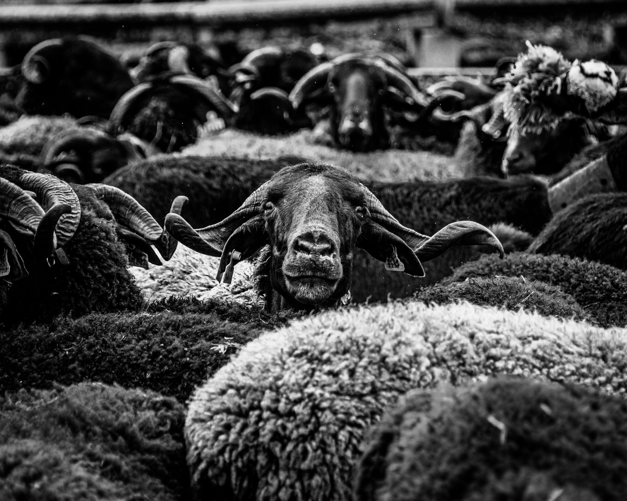 Home Dramatic black and white capture of sheep, highlighting rural farm life in Portugal.